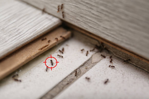 Best Bed Bug Extermination  in Bray, OK